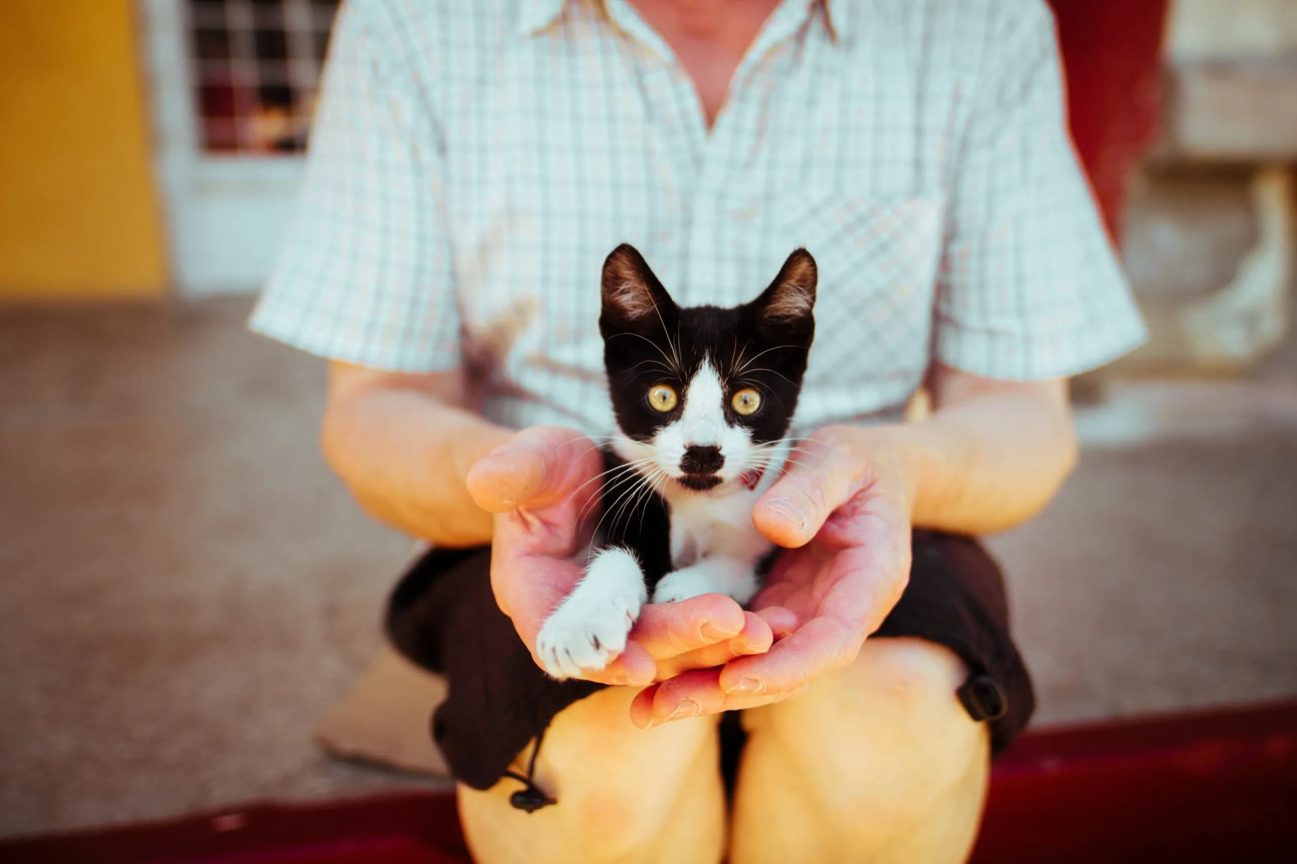 Giving a Home to a Homeless Cat: Tips for Adopting from a Shelter